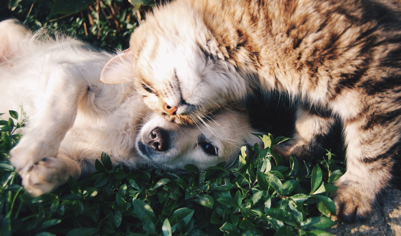 A golden retriever and a tabby cat snuggling together in the grass