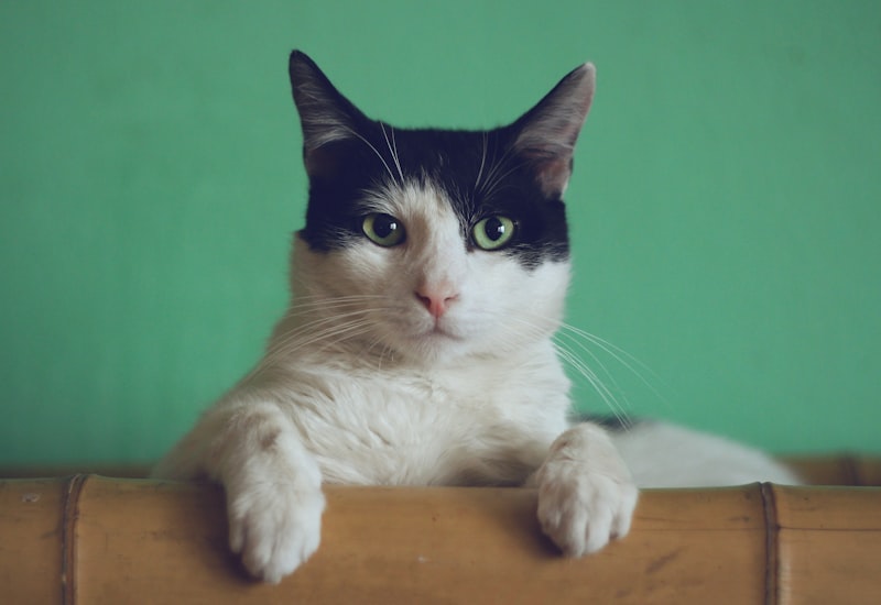 Black-and-white cat resting on a bamboo ledge