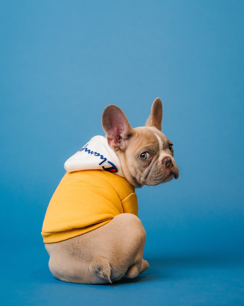 French bulldog puppy in a yellow hoodie