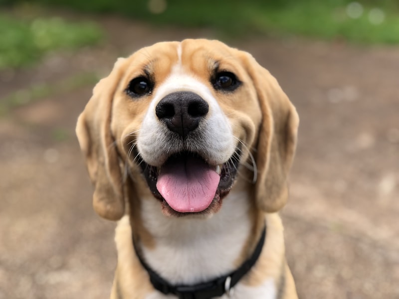 Happy beagle with tongue out